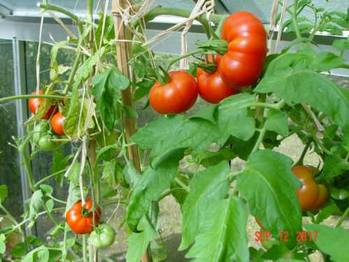 tomate électro cultivée