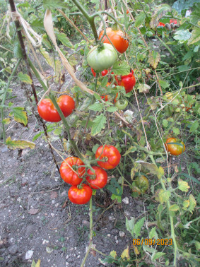 Tomates cultivées en électroculture sur plants en pleine terre
