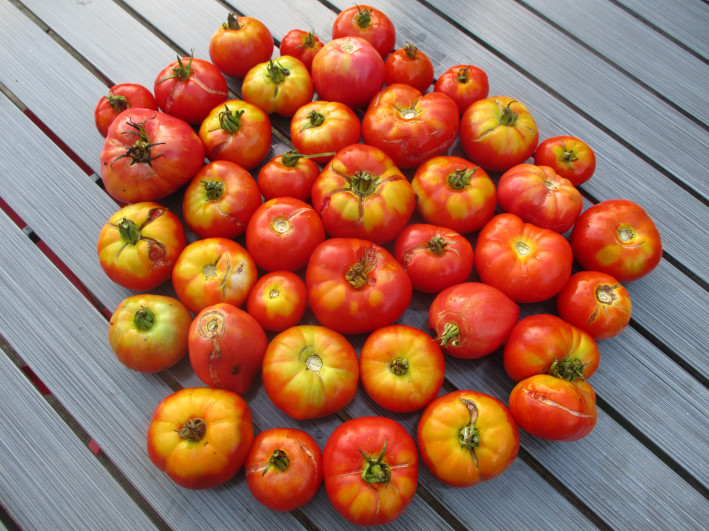 Récolte de tomates électrocultivées issues d’un potager en électroculture
