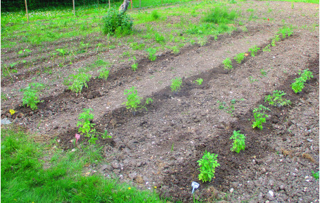 Champ de tomates planté en lignes espacées de 70 cm
