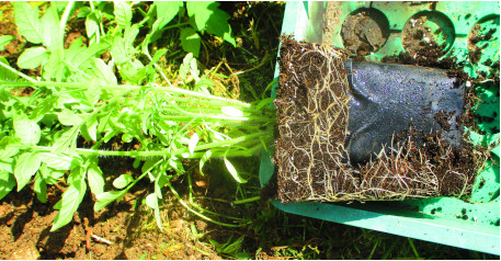 Motte de tomate colonisée par les racines