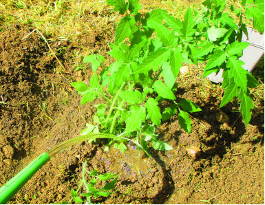 Plant de tomate arrosé après plantation