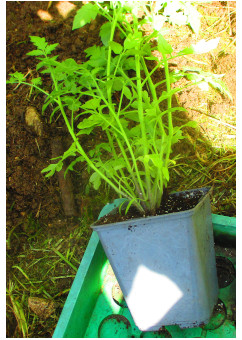 Semis de tomates en buisson dans leur pot