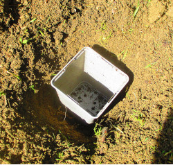 Pot placé dans le trou de plantation