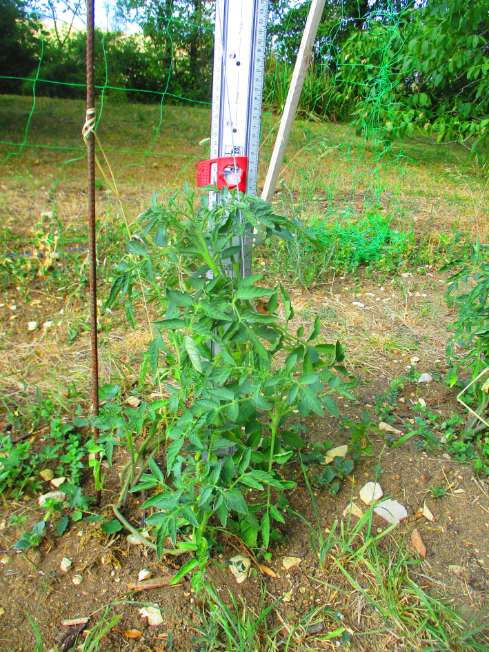 Measuring growth in the new garden