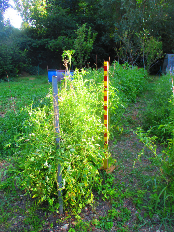 Measuring the height of the tomato plants