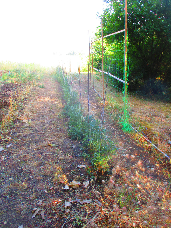 Rows of the new garden