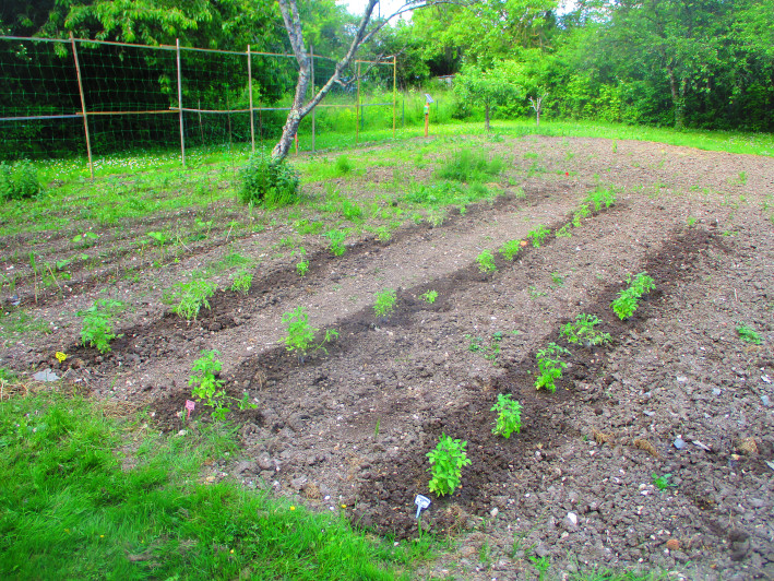Rows of tomatoes freshly planted on 9 May
