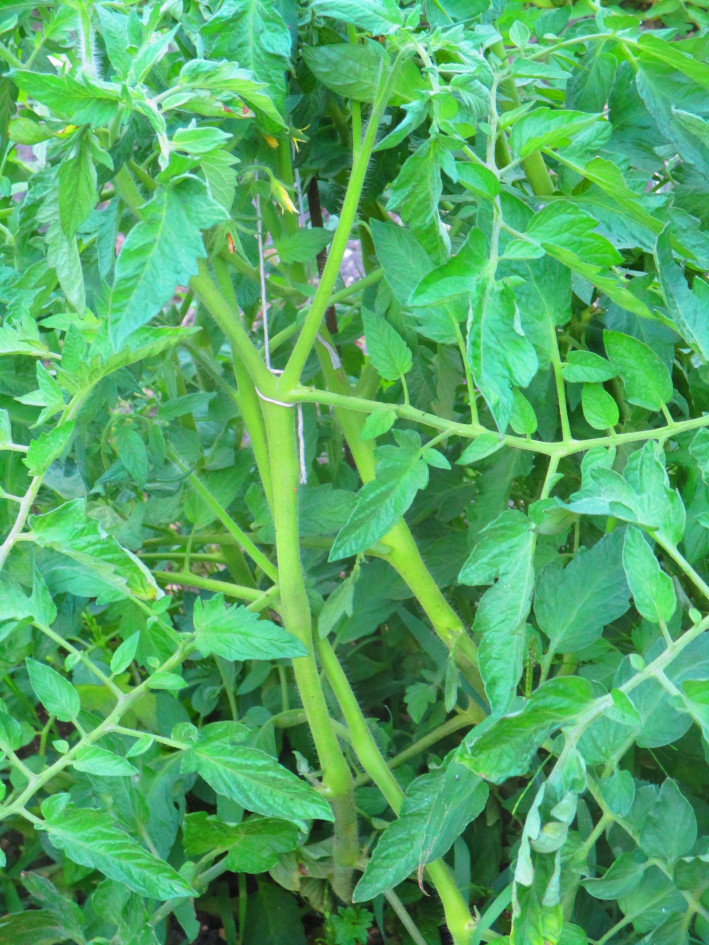 Rigid, thick tomato stem