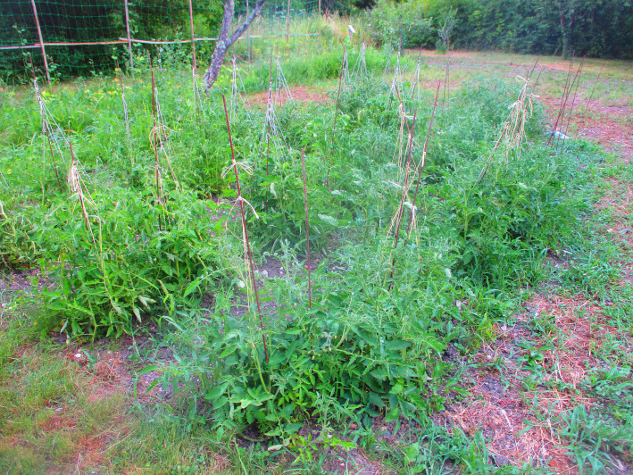 Well-developed tomatoes in the new garden