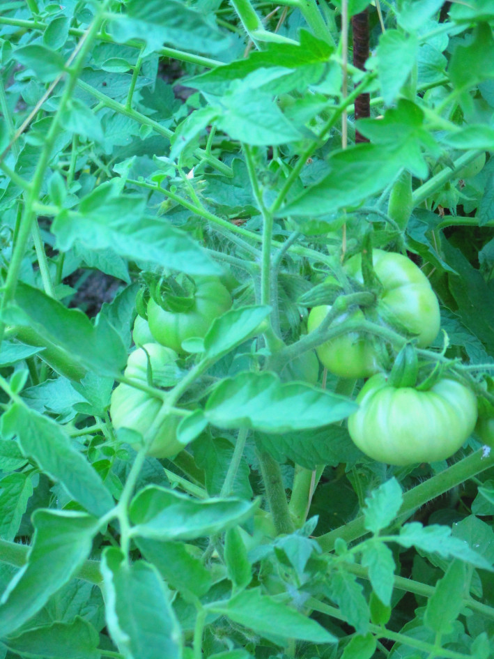Cluster of well-formed green tomatoes