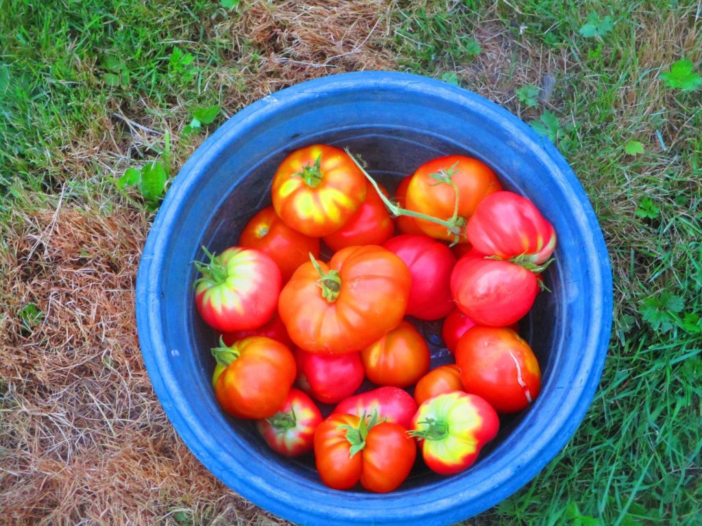 Tomatoes grown with Plantonic electroculture